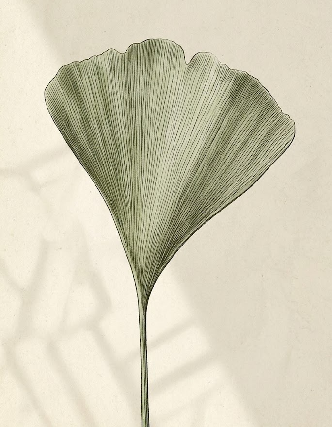 Ginkgo yaprağı